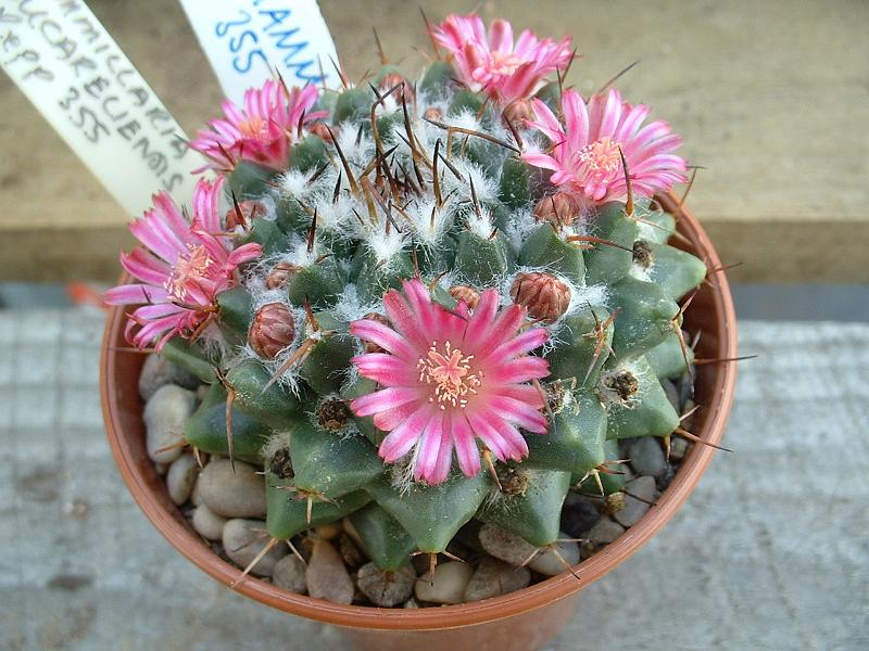 magnimamma Rep0335 'bucareliensis'.JPG